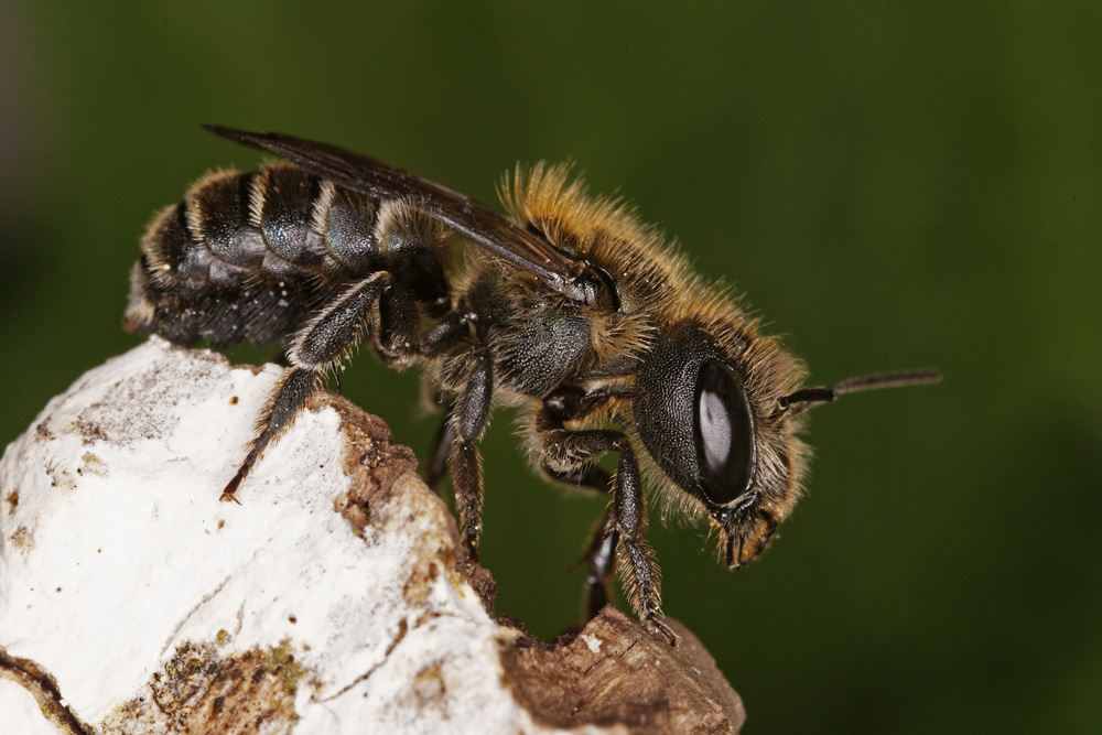 Blaugrüne Mauerbiene _osmia Caerulescens _ Weibchen © Andreas Haselböck