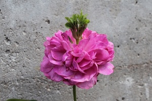 Durchwachsene Rose Stefan Schneckenburger