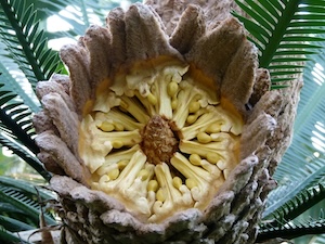 Samenstand Des Mexikanischen Doppelpalmfarns 